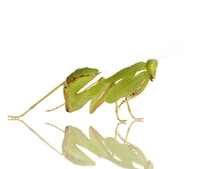 Young praying mantis - Sphodromantis lineola