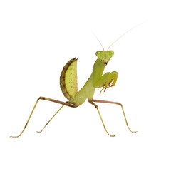 Young praying mantis - Sphodromantis lineola