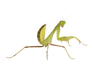 Young praying mantis - Sphodromantis lineola