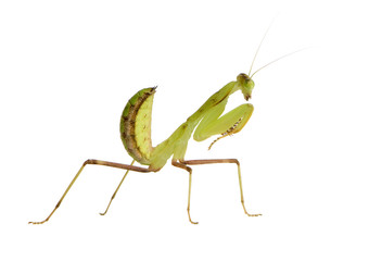 Young praying mantis - Sphodromantis lineola