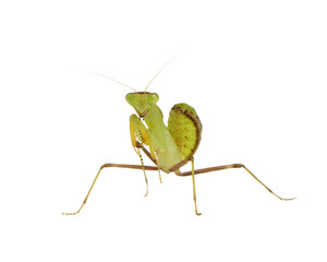 Young praying mantis - Sphodromantis lineola