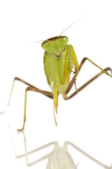 Young praying mantis - Sphodromantis lineola