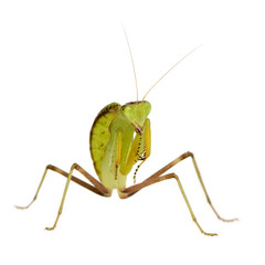 Young praying mantis - Sphodromantis lineola