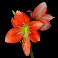 Red amarylis over black background