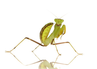 Young praying mantis - Sphodromantis lineola