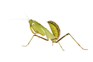 Young praying mantis - Sphodromantis lineola
