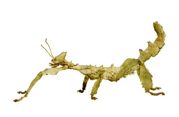 stick insect, Phasmatodea - Extatosoma tiaratum