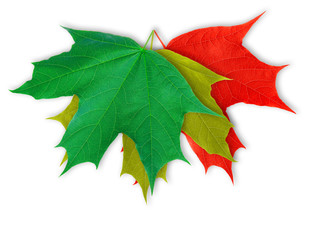 Green yellow and red leafs isolated