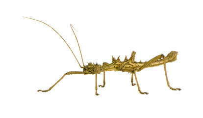 stick insect, Phasmatodea - Aretaon Asperrimus