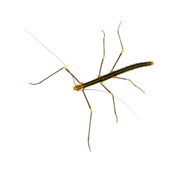 stick insect, Phasmatodea - Oreophoetes peruana