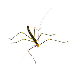 stick insect, Phasmatodea - Oreophoetes peruana
