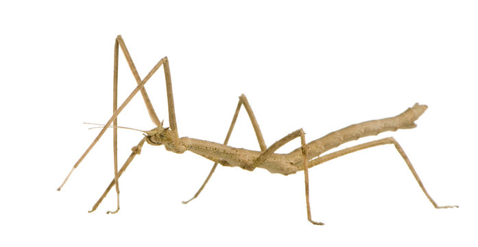 stick insect, Phasmatodea - Medauroidea extradentata