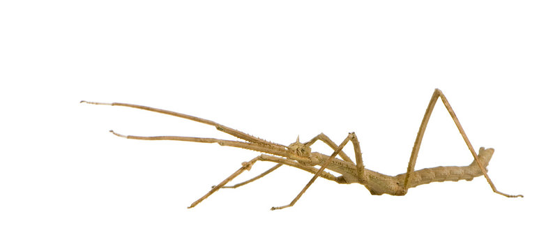 stick insect, Phasmatodea - Medauroidea extradentata