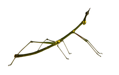 Obraz premium stick insect, Phasmatodea - Oreophoetes peruana