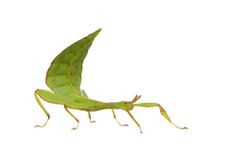 leaf insect, Phylliidae - Phyllium sp