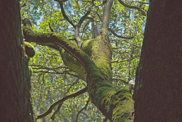 Fototapeta premium Magnificent ancient mossy tree branch