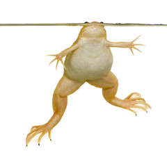 Frog - Xenopus laevis