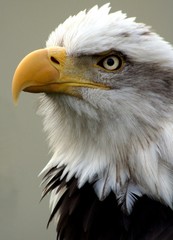Adler