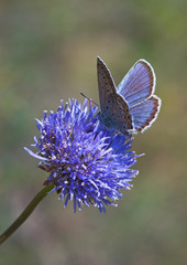 Blue butterfly gathering nectar on blue flower