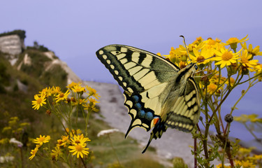 Swallowtail butterfly on the beach