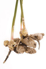 fresh ginger root. plant isolated on the white background