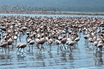 Fototapeta premium Famous lake Nakuru with million of pink flamingos.