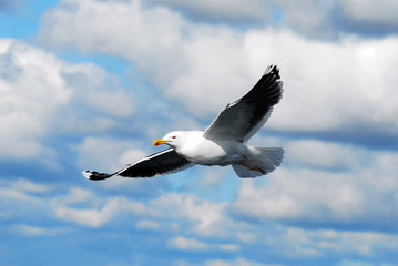 Naklejka premium A seagull (Larus michahellis)
