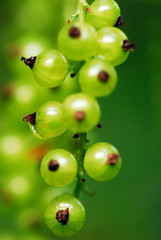 Unripe red currant
