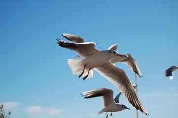 liberte et azur