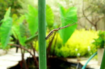 Long Jawed Spider