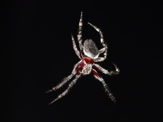 Garden Orb-weaver Spider