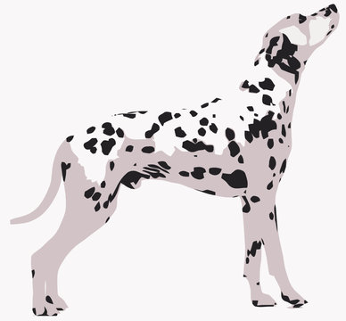 dalmata