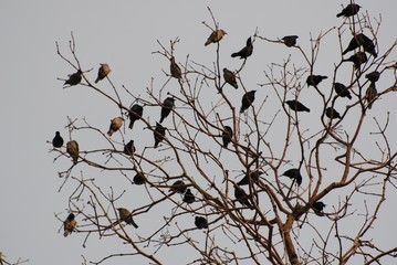 dried tree and bird in the parks