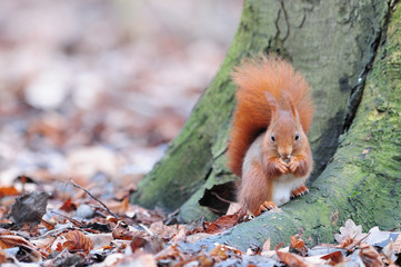 Red squirrel écureuil roux