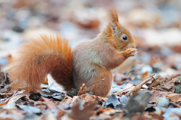 Red squirrel écureuil roux