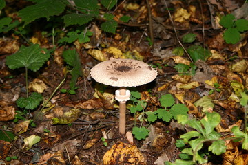 toadstool