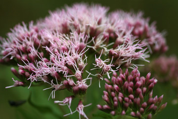 Gewöhnlicher Wasserdost