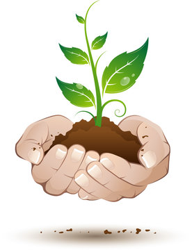 Plante verte tenue au creux des mains