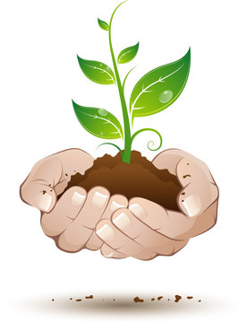 Plante verte tenue au creux des mains