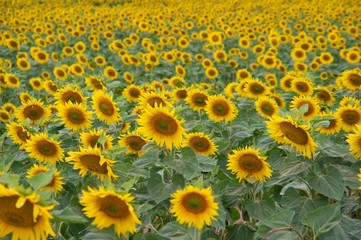 Many sunflowers on an agricultural field