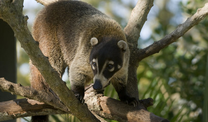 Coatimundi (nasua nasua) climbing in tree
