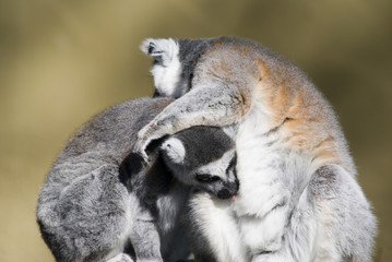 Ring Tailed Lemur (Lemur Catta) - landscape orientation