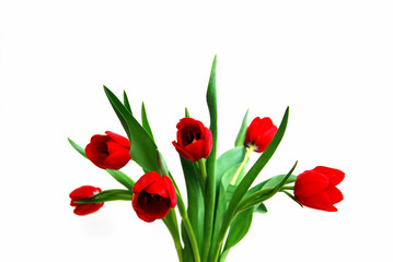 rote tulpen 2