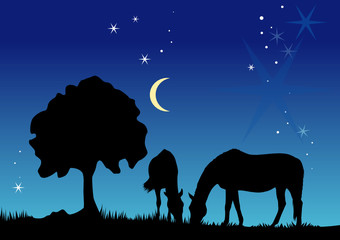 Pferdeweide bei Nacht