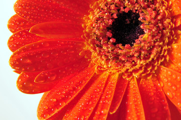 Orange Gerbera Blüte