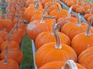 pumpkin patch