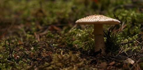 Mushroom