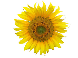 Fototapeta premium Sonnenblume