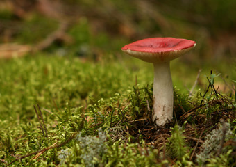 Mushroom
