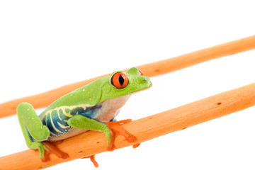 frog macro - a red-eyed tree frog (Agalychnis callidryas)